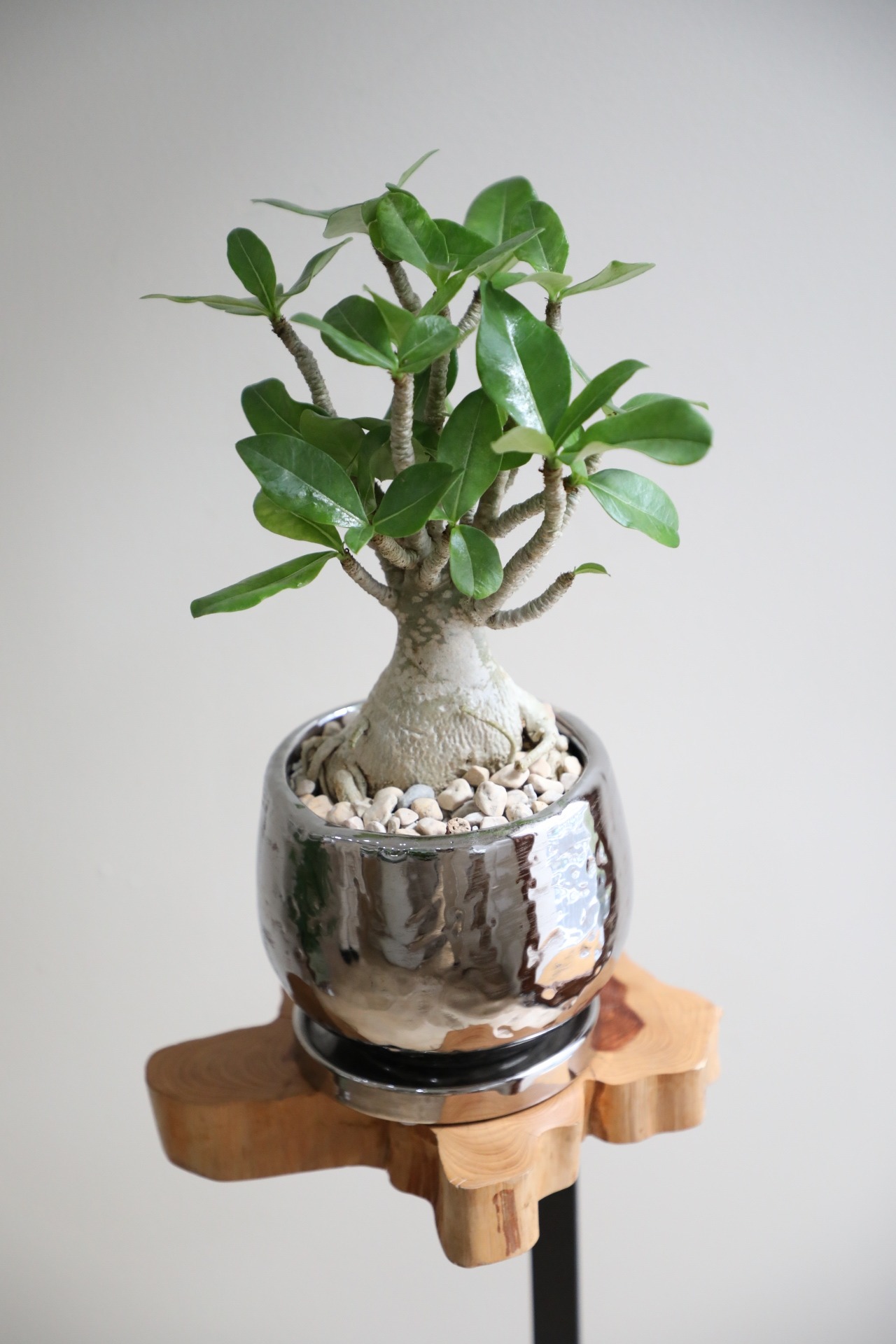 【S】アデニウム アラビカム/Adenium arabicum ※陶器鉢付き