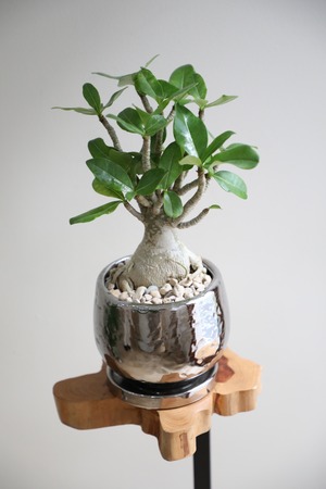 【S】アデニウム アラビカム/Adenium arabicum ※陶器鉢付き