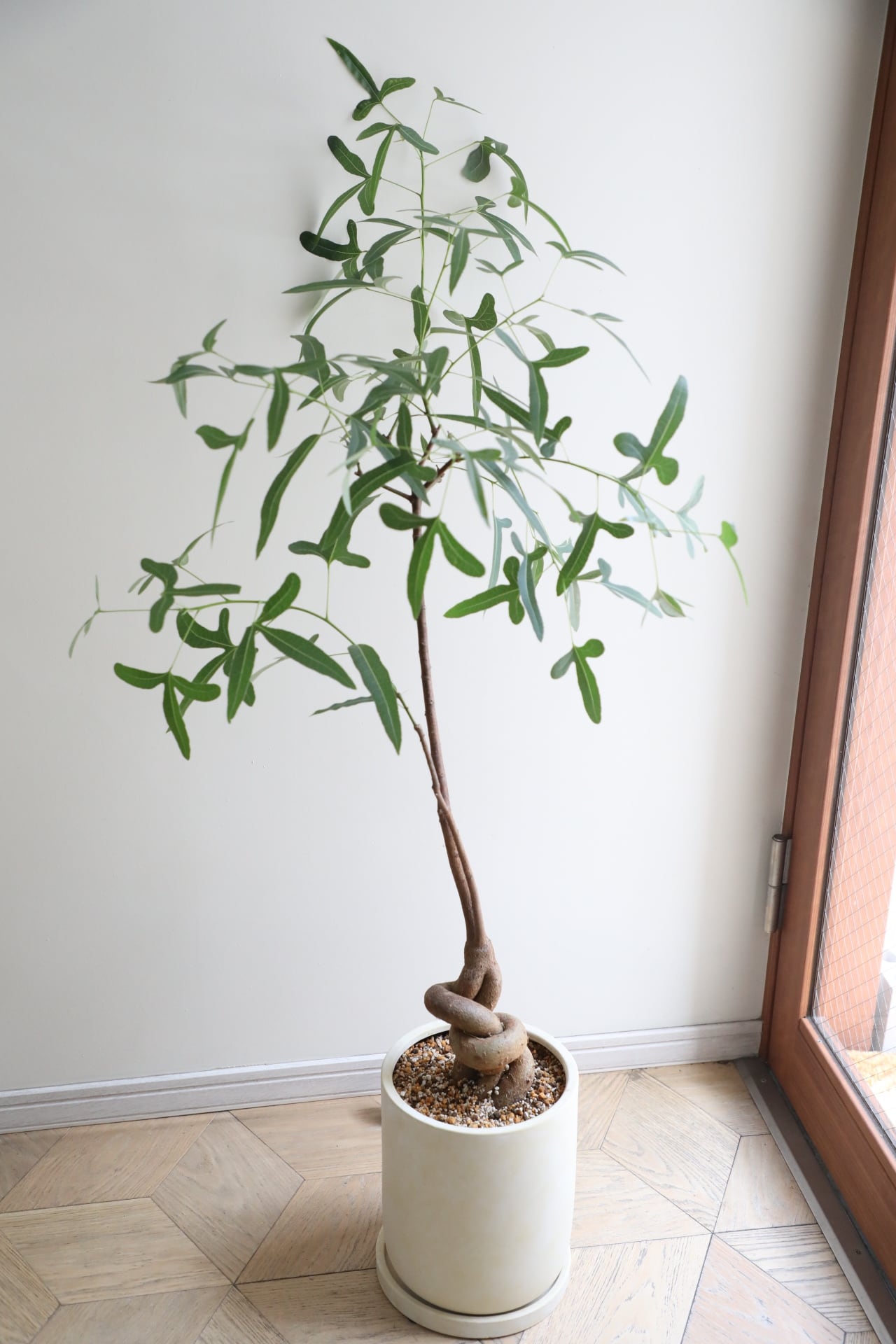 L/122cm】ブラキキトン ポプルネウス/Brachychiton | 【厳選植物・器