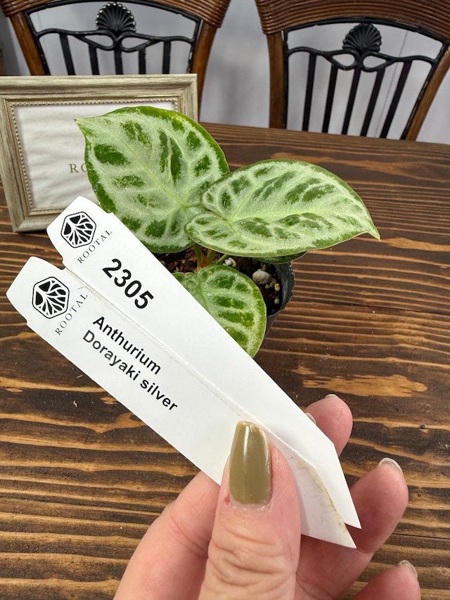 ★2305【きらきら大好き】アンスリウム　ドラヤキシルバー（3号ポット）