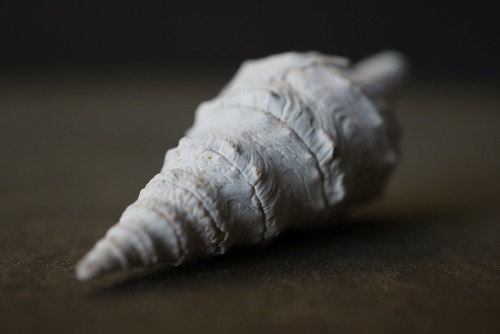 ポーランド産巻貝化石 Clavatula 1851