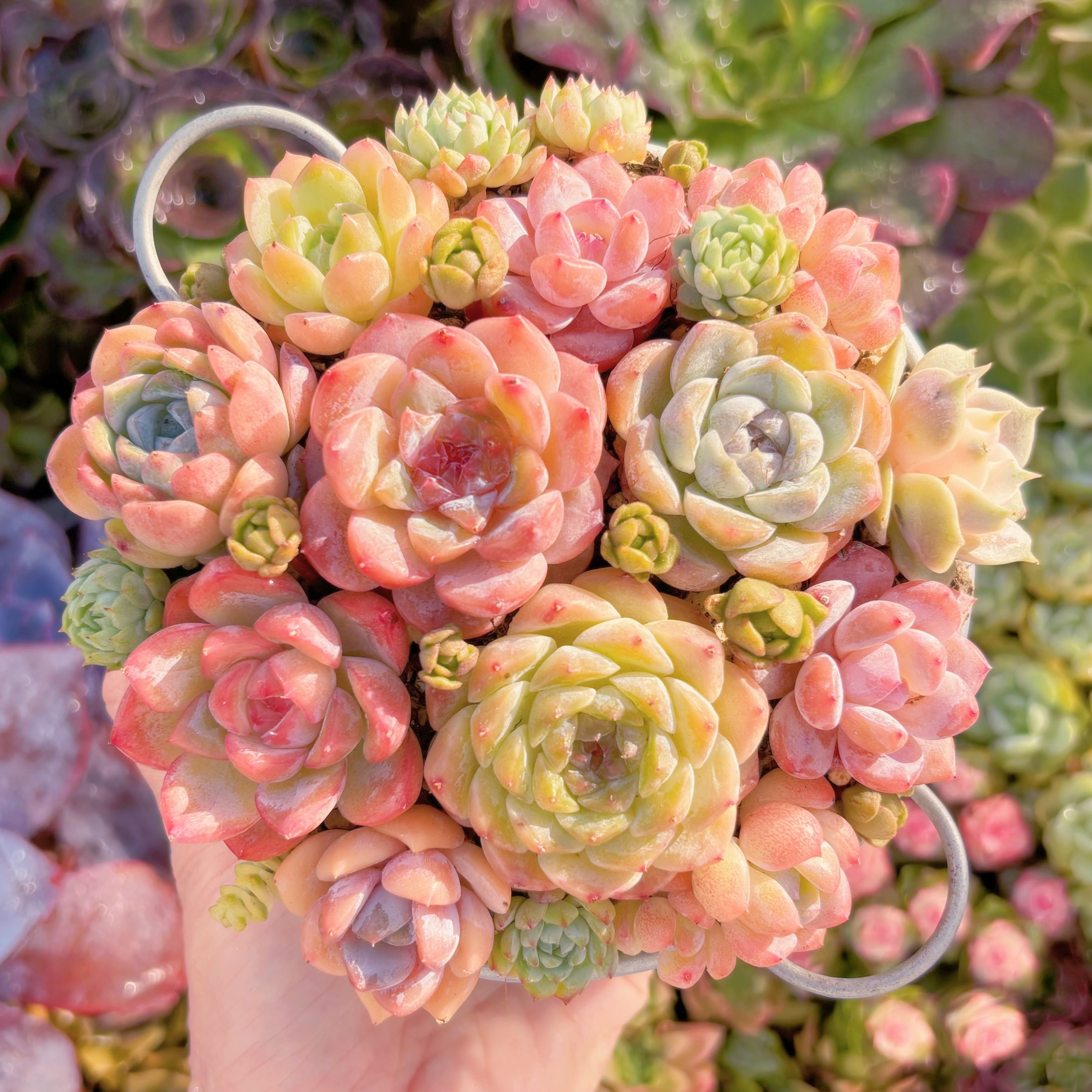 大人気☆Sランク☆寄せ植えセット | るる農園~多肉植物専門