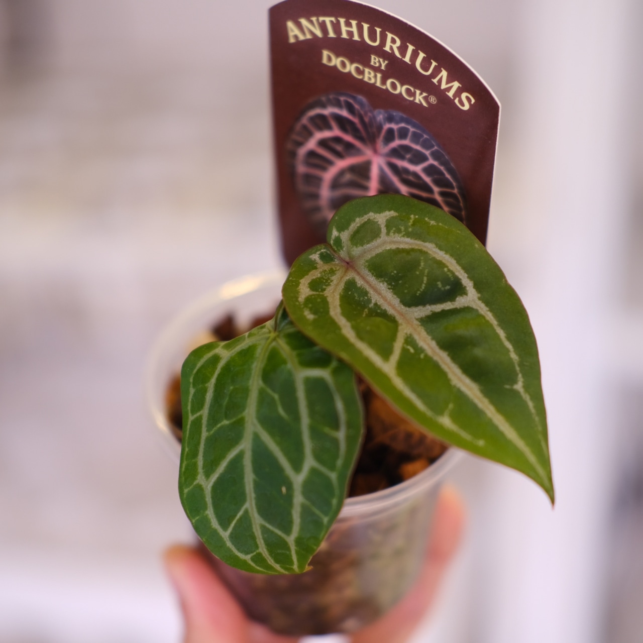 【正規タグ】Anthurium 'Michelle' by DOC BLOCK│アンスリウム・ミシェル│観葉植物