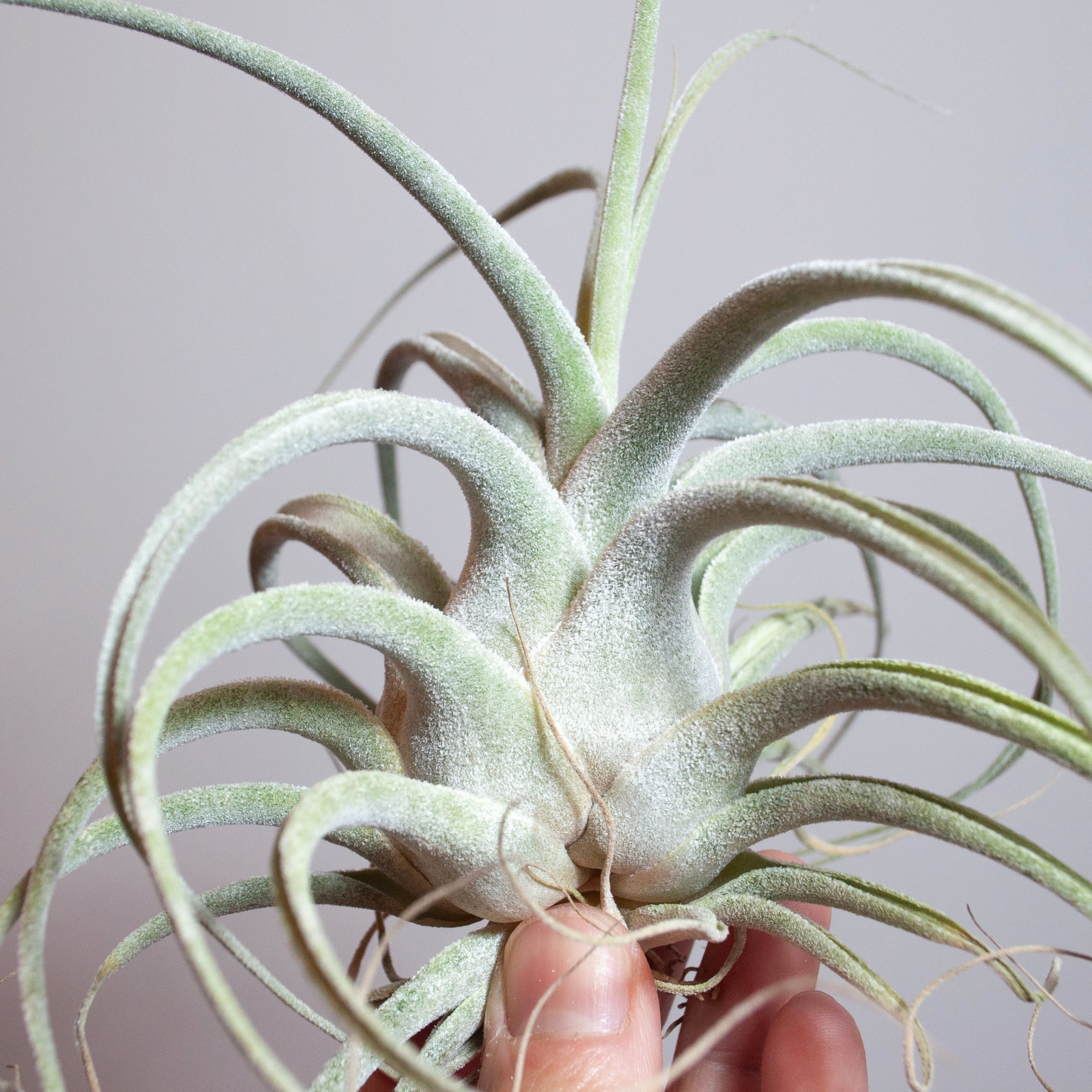 エーレルシアナ(L) | カエルが暮らす森