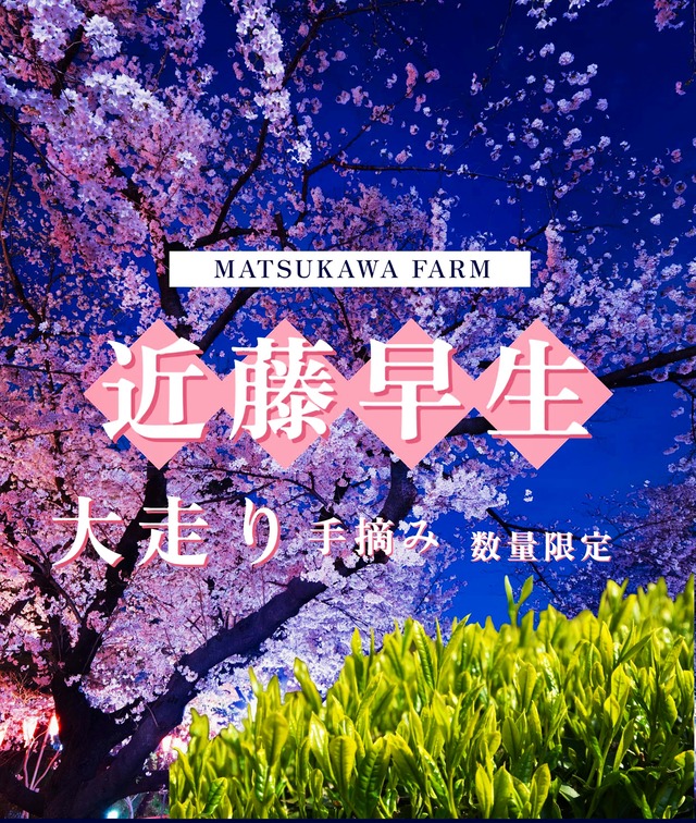 手摘み！大走り新茶2023 丸子近藤早生