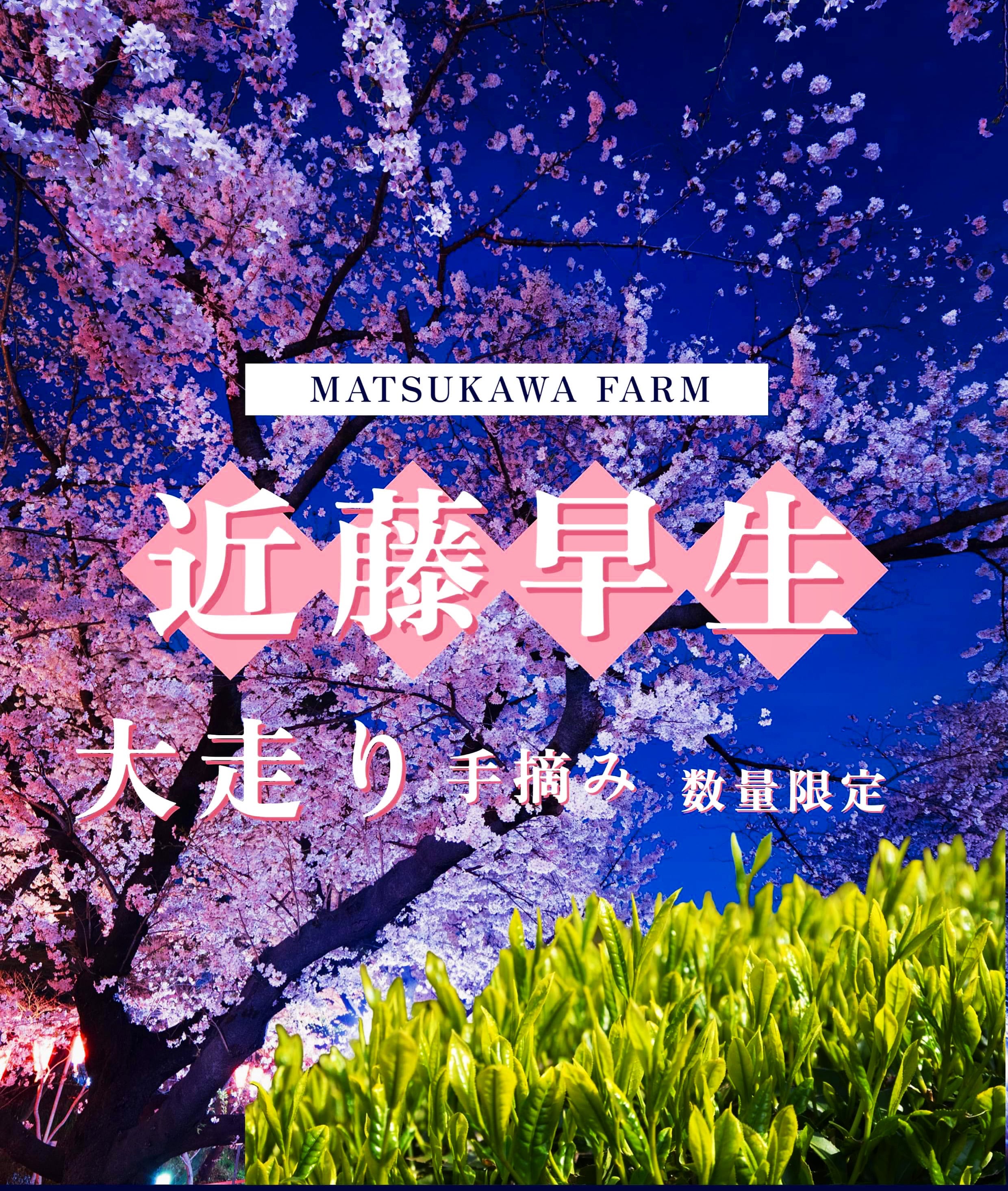 手摘み！大走り新茶2023 丸子近藤早生