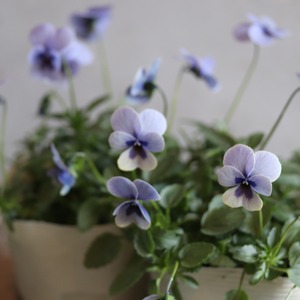 ビオラ　見元ビオラ　トルニー　冬から春のお花　シックな色のお花　