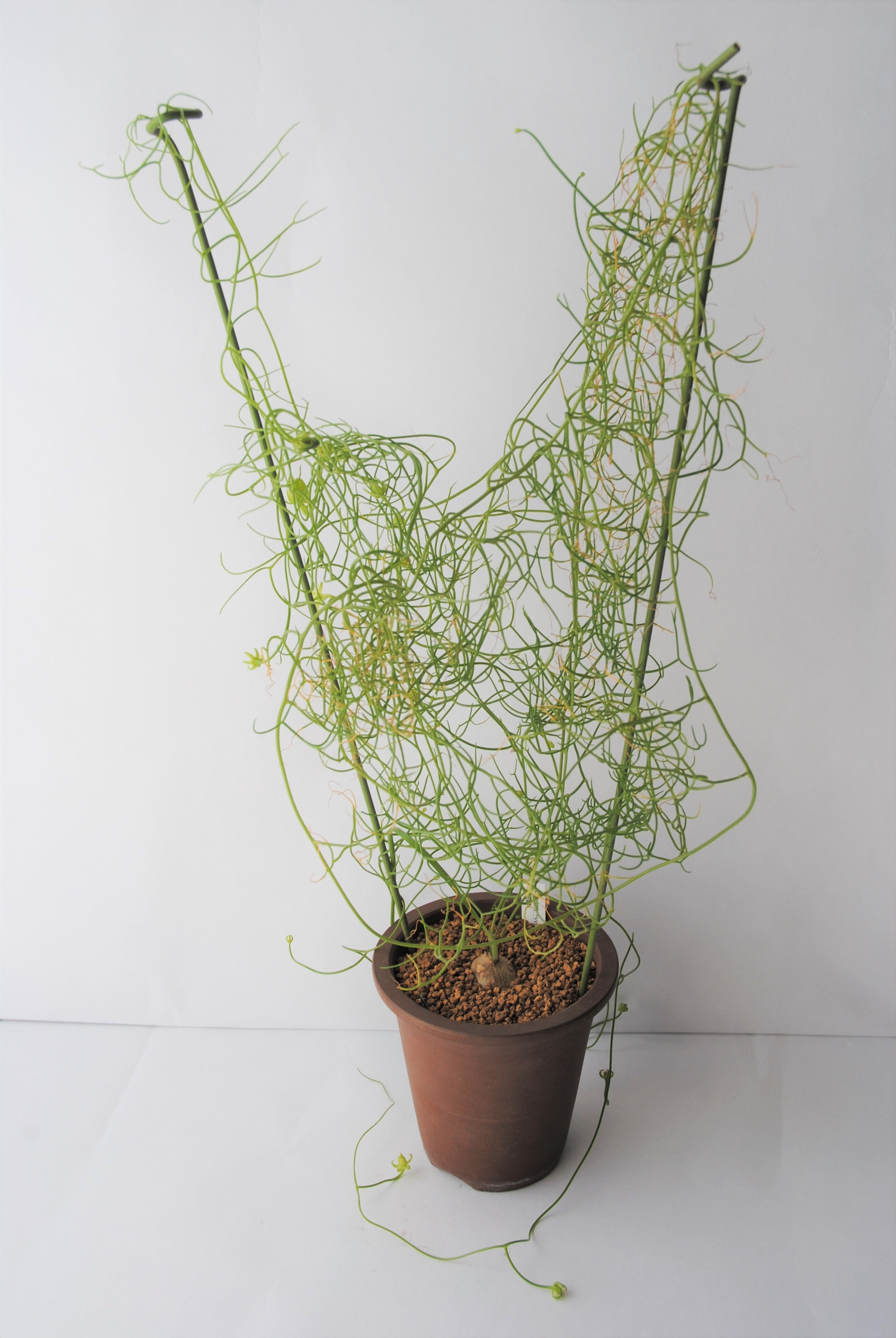 Bowiea volubilis 蒼角殿 | plants MARU ーサボテン・多肉植物のお店ー
