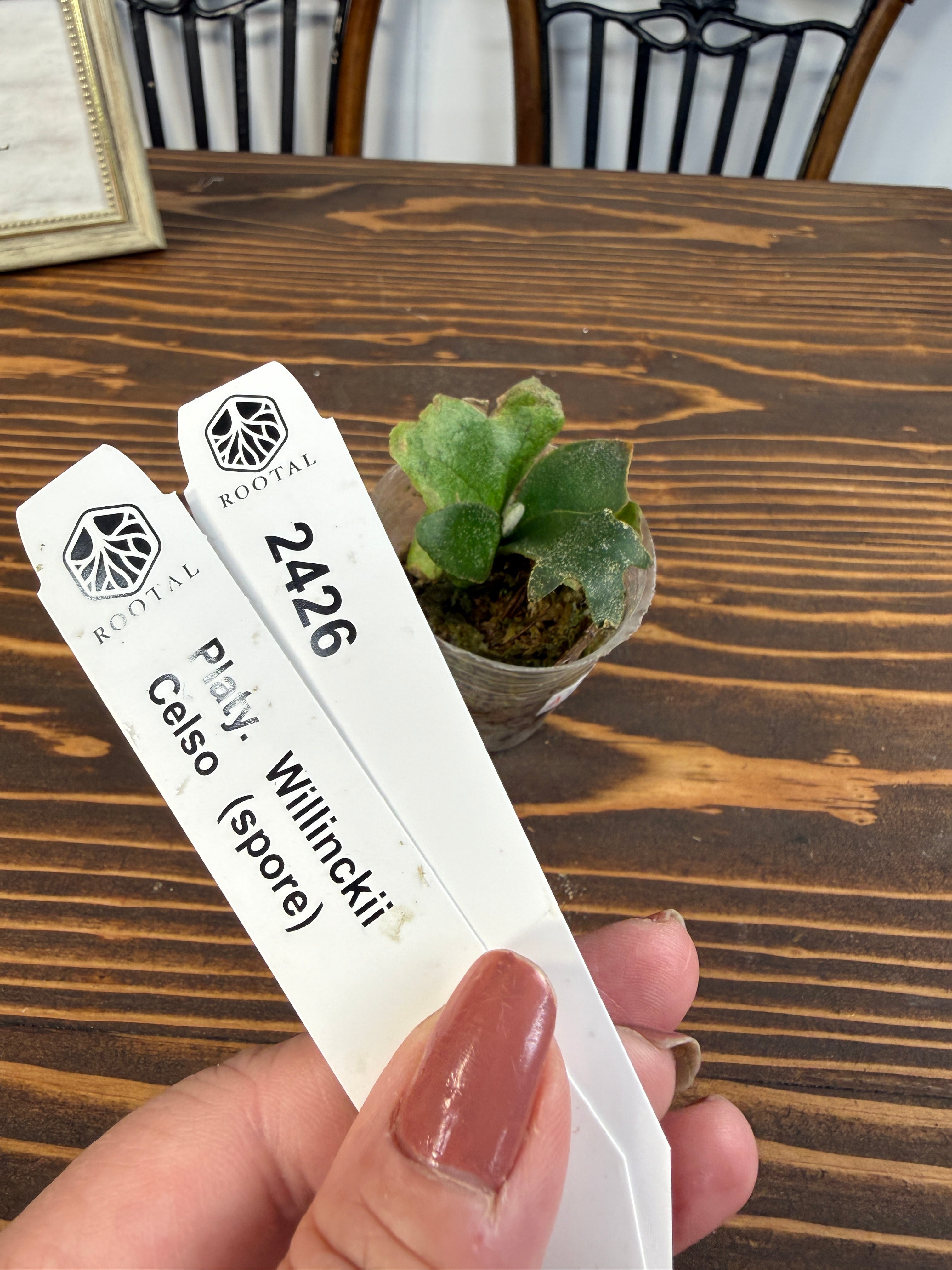 ★2426【繊細な分岐へ】ビカクシダ ウィリンキーセルソspore(2号ポット)