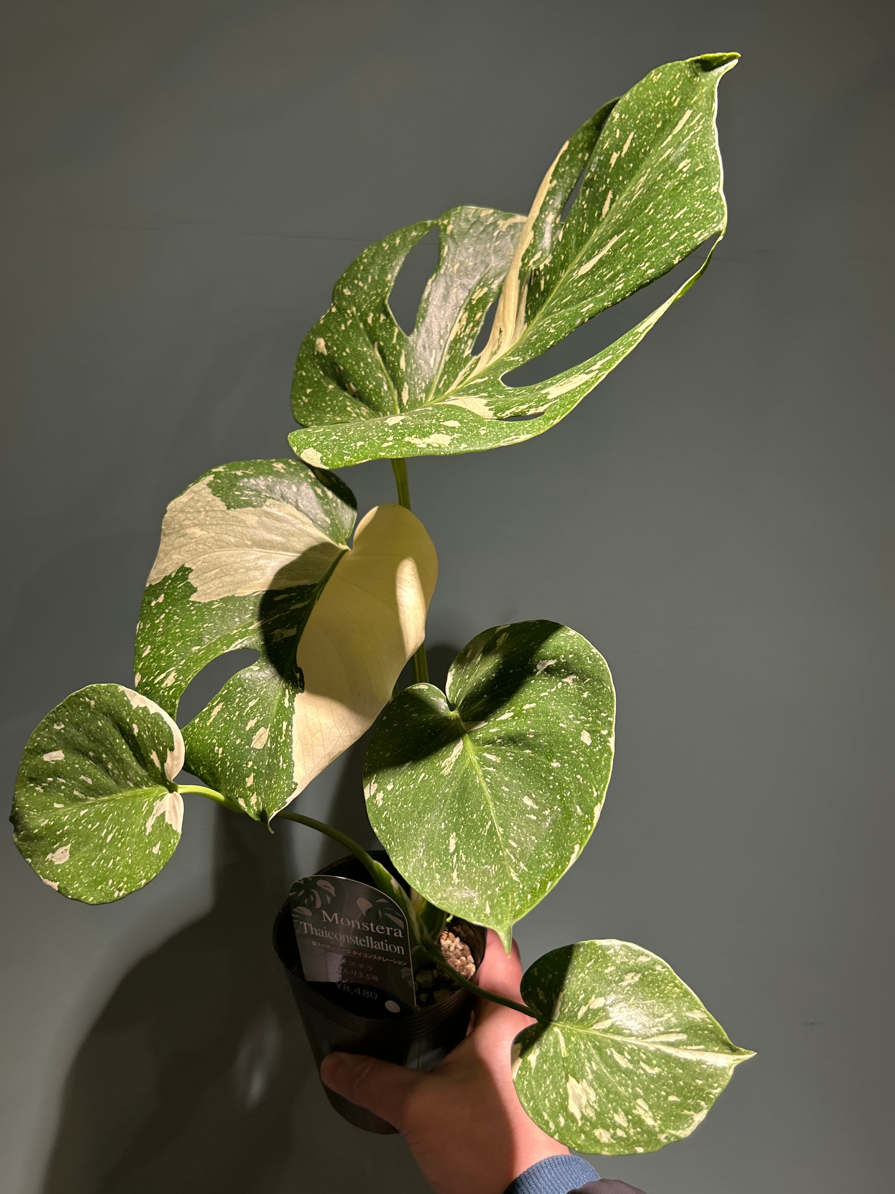 モンステラ 斑入り3.5号 | 植物との暮らし apricot