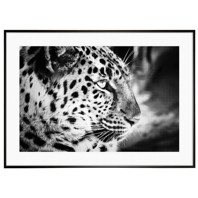 動物写真 ヒョウ(豹) インテリア モノクロアートポスター額装 AS1324