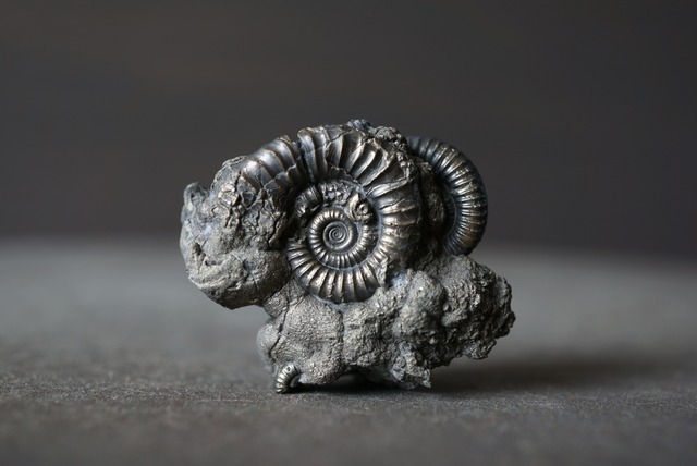 イギリス産黄鉄鉱化アンモナイト  Pyritized Ammonite 1489