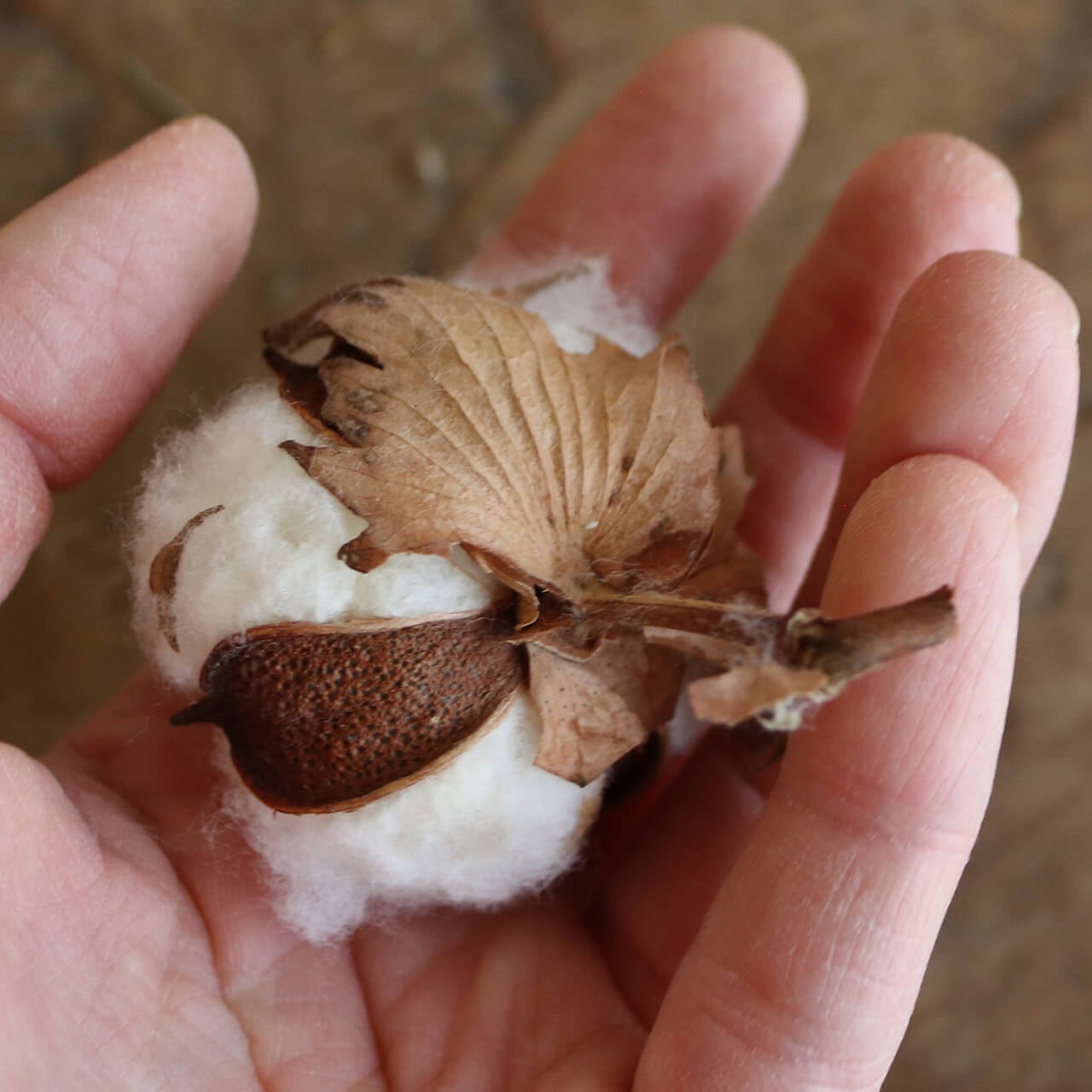 綿の実 ホワイト ワタ入り / モス 木の実 クリスマス 花材 素材 ドライ