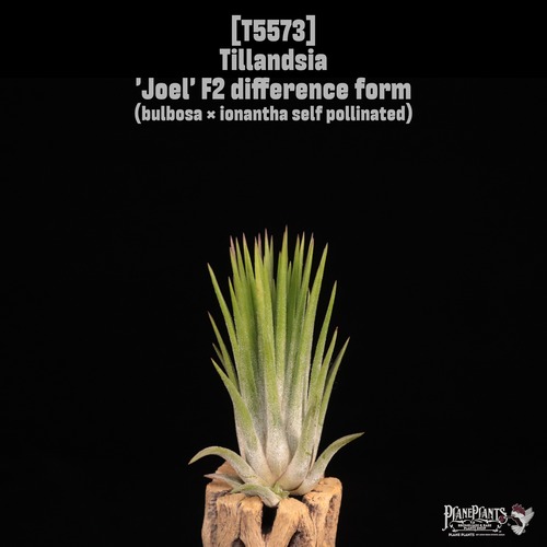 【送料無料】'Joel' F2 difference form〔エアプランツ〕現品発送T5573