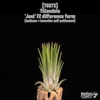 【送料無料】'Joel' F2 difference form〔エアプランツ〕現品発送T5573