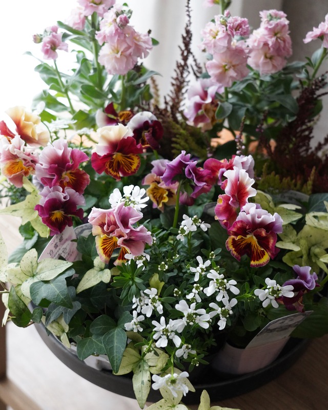 【ミニ花苗セット】鮮やかな赤〜ピンクパンジーのミニ寄せ植えセット