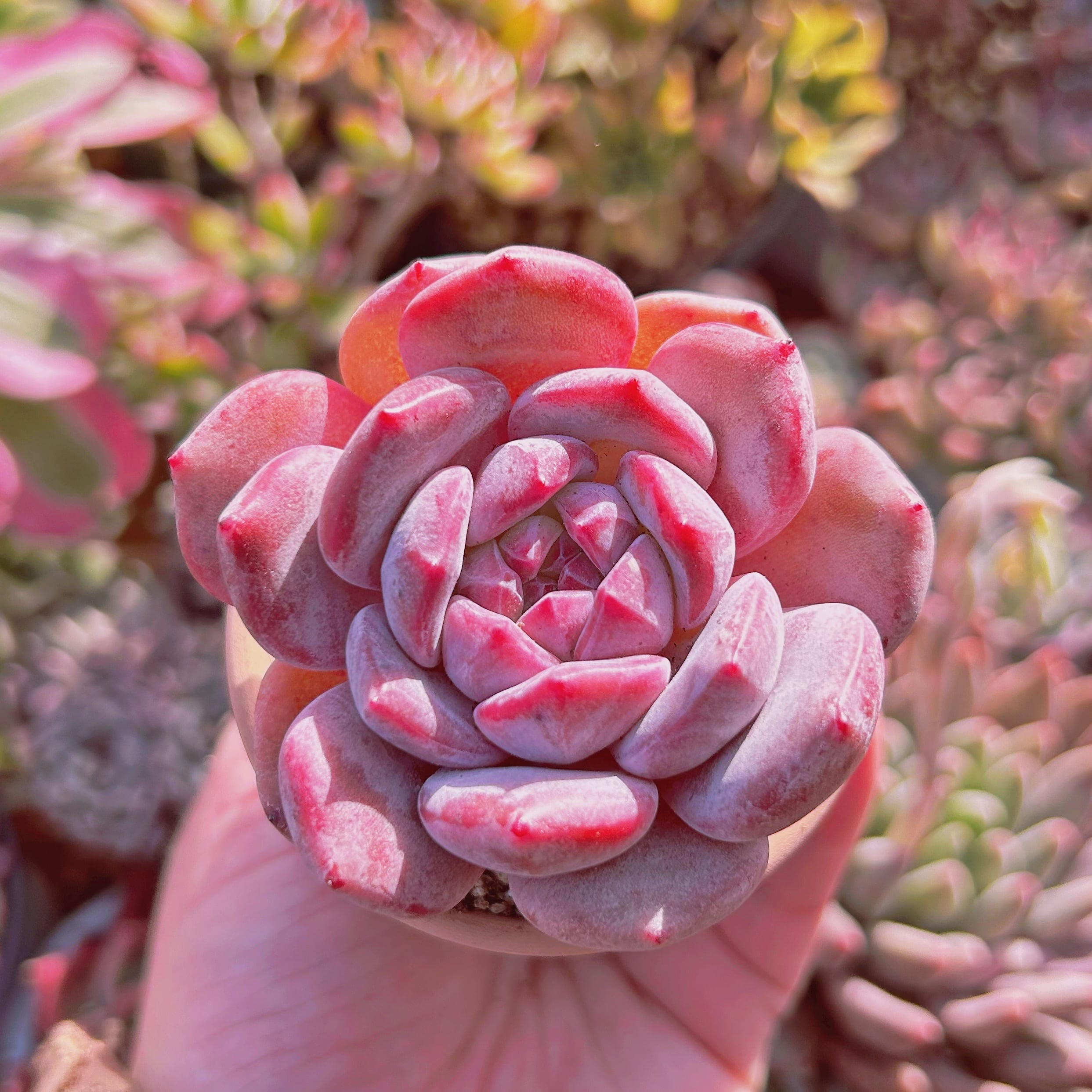 超美苗　多肉植物  Echeveria  星影　小傷あり
