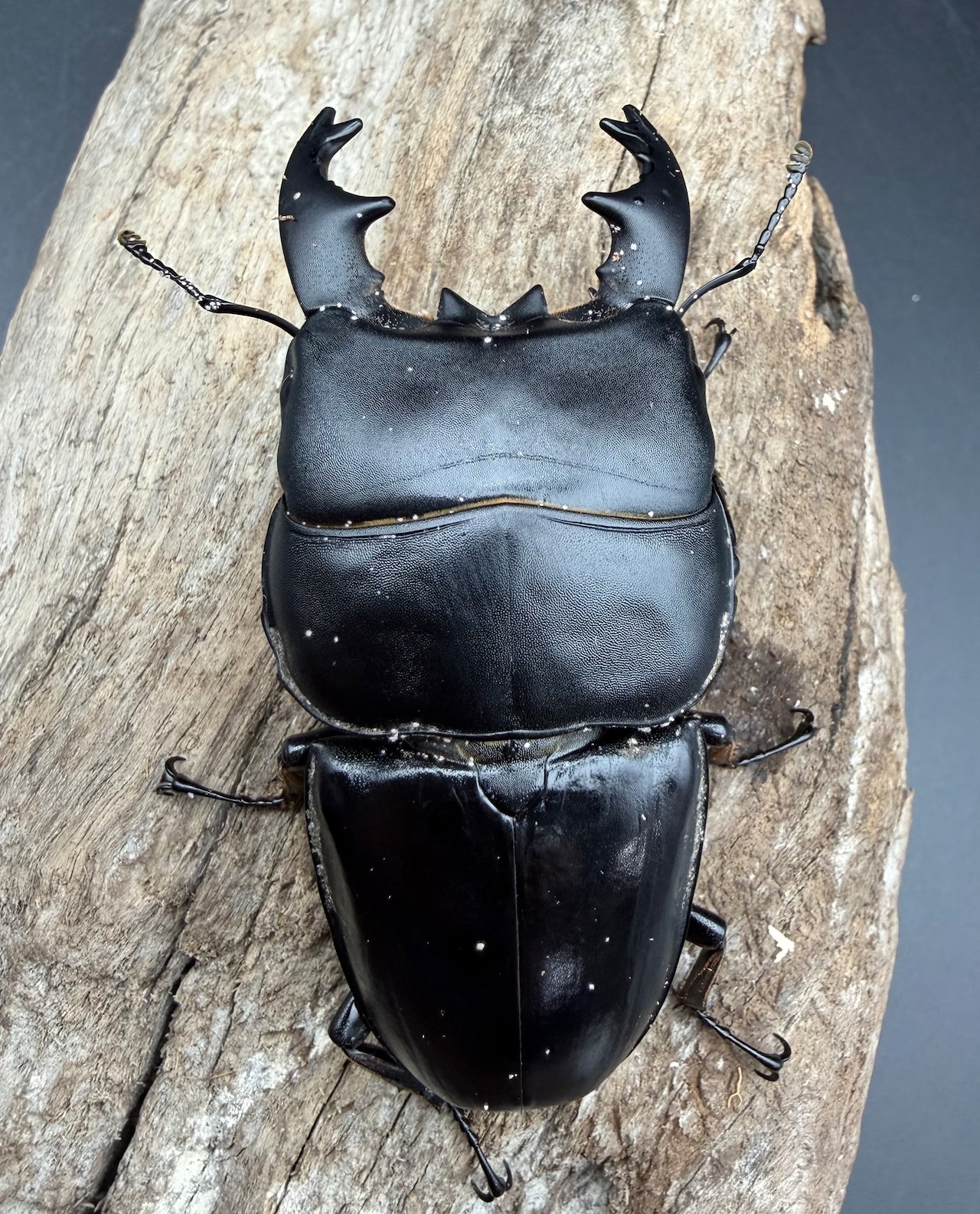 【WD】短歯《アルキデスヒラタ ベンクール産 80.5mm(胸幅33.5mm) ペア》