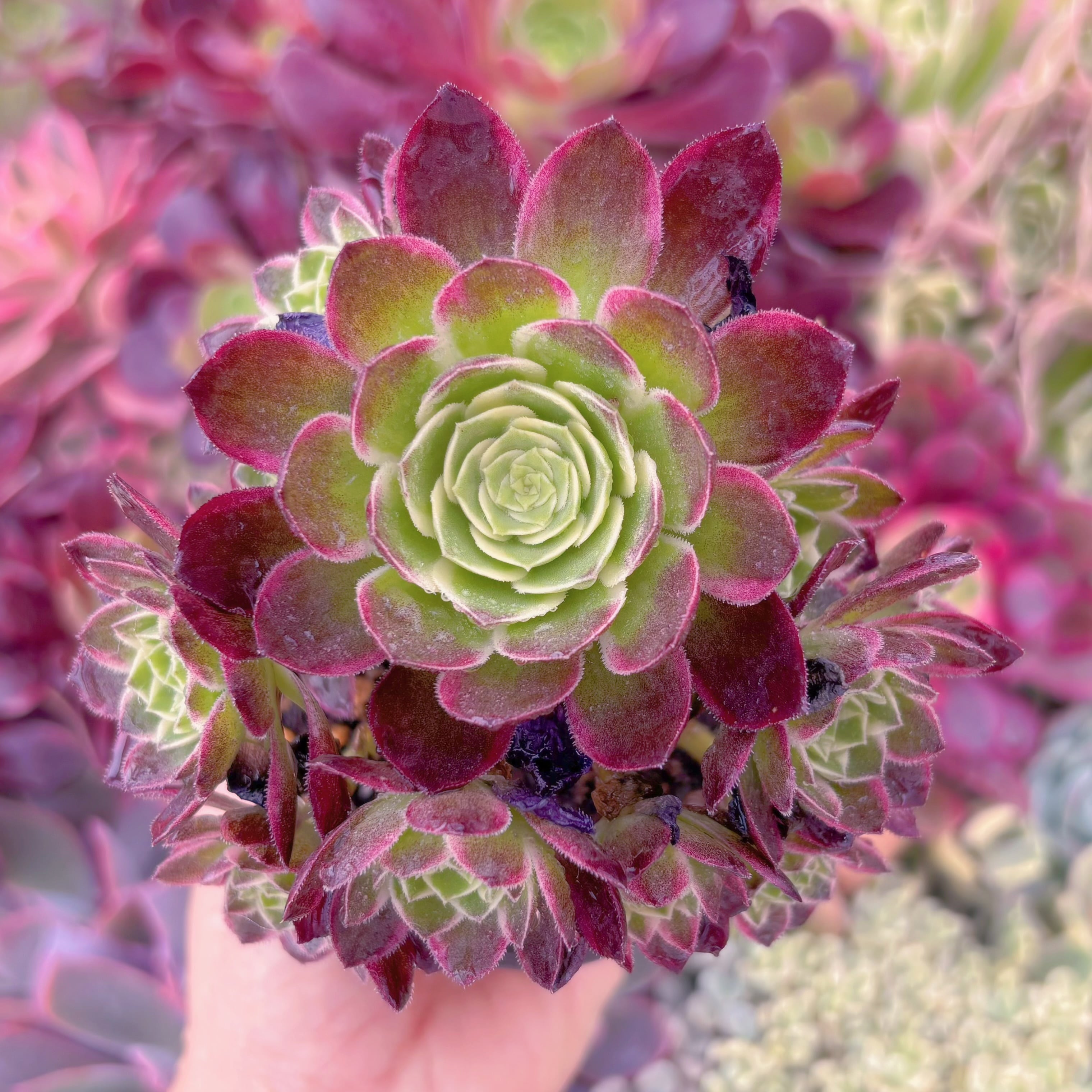 現品　海王#F035　群生　新入荷　るる農園