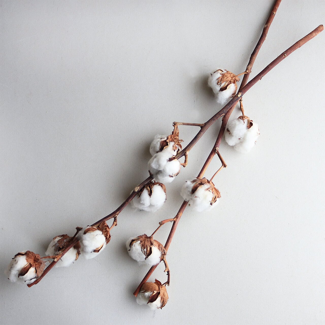 ドライフラワー】 綿の実枝つき ホワイト / コットンフラワー リース