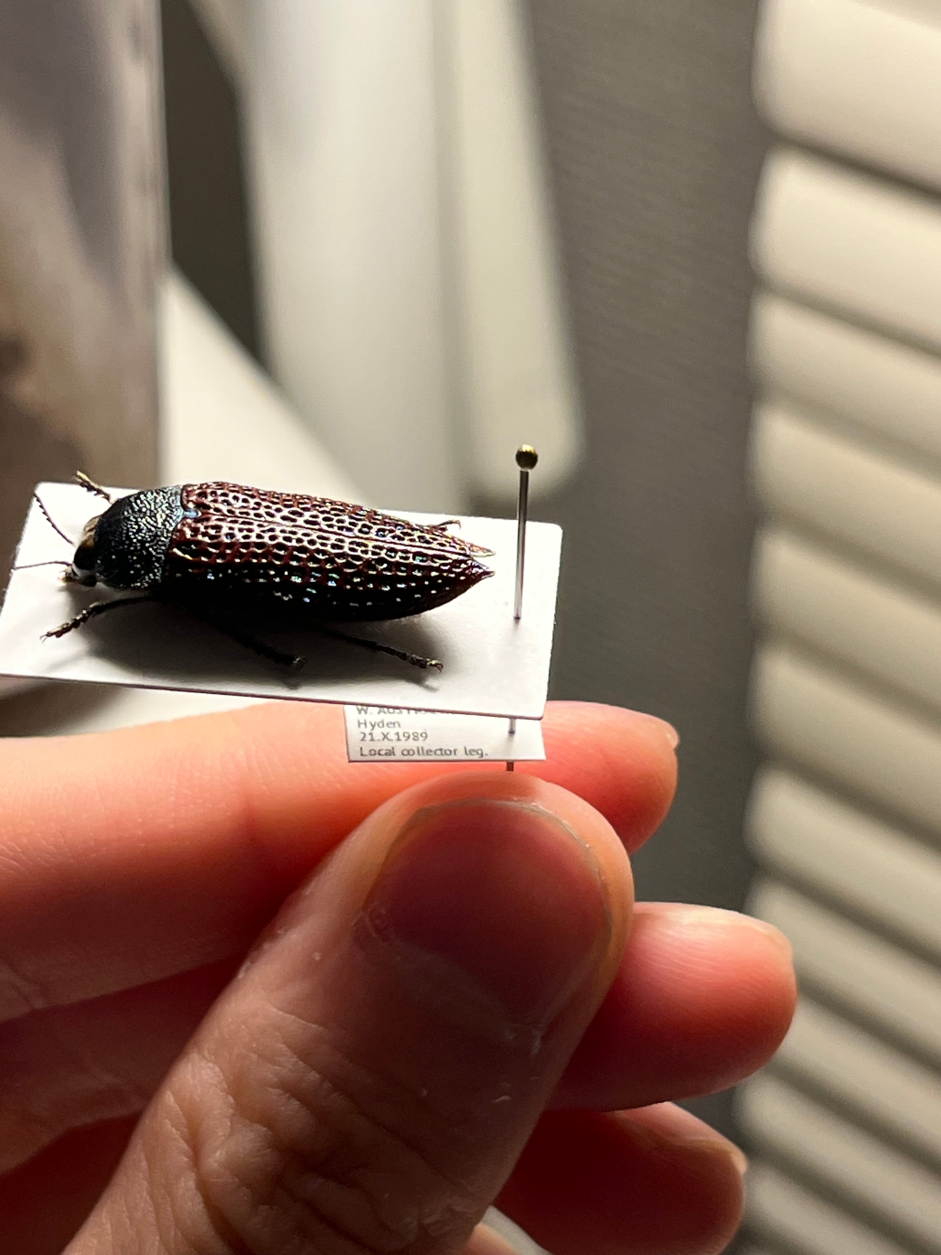 23mm】キラキラアラメムカシタマムシ 昆虫標本 標本 甲虫 カミキリ