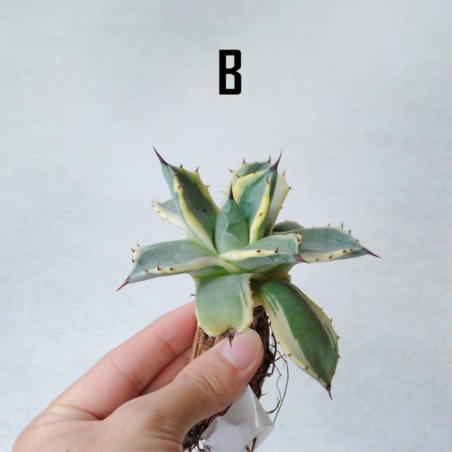 【個体が選べます】アガベ アプラナータ クリームスパイク　A - C