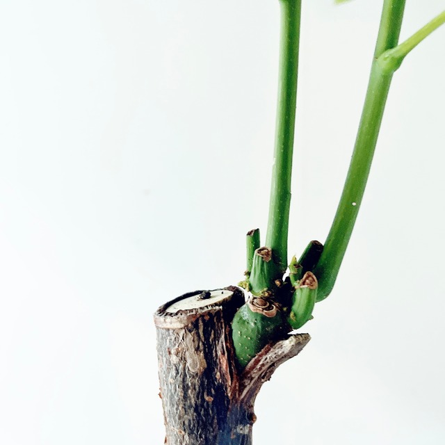 《希少》パキラ ムーンライト アートストーンポット 観葉植物 calm cafe