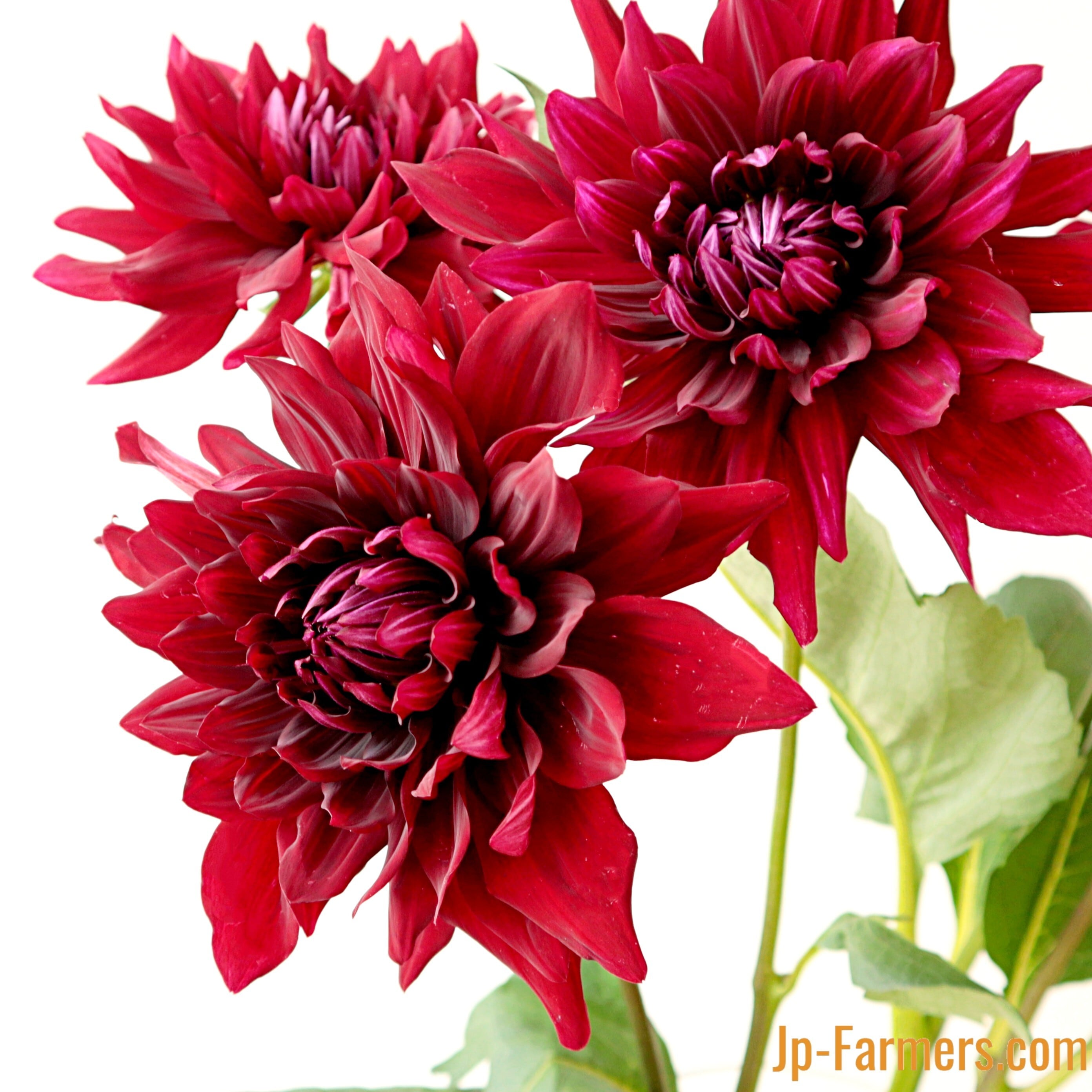 【クリスマス切り花＊ブーケ＊花束】南天＊松葉＊椿の蕾＊山茶花の蕾＊クチナシ＊他 クリスマス切り花＊ブーケ＊花束】南天＊松葉＊椿の蕾＊山茶花の