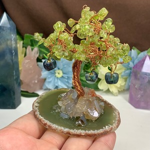 青いりんごがなる招財樹・ペリドット