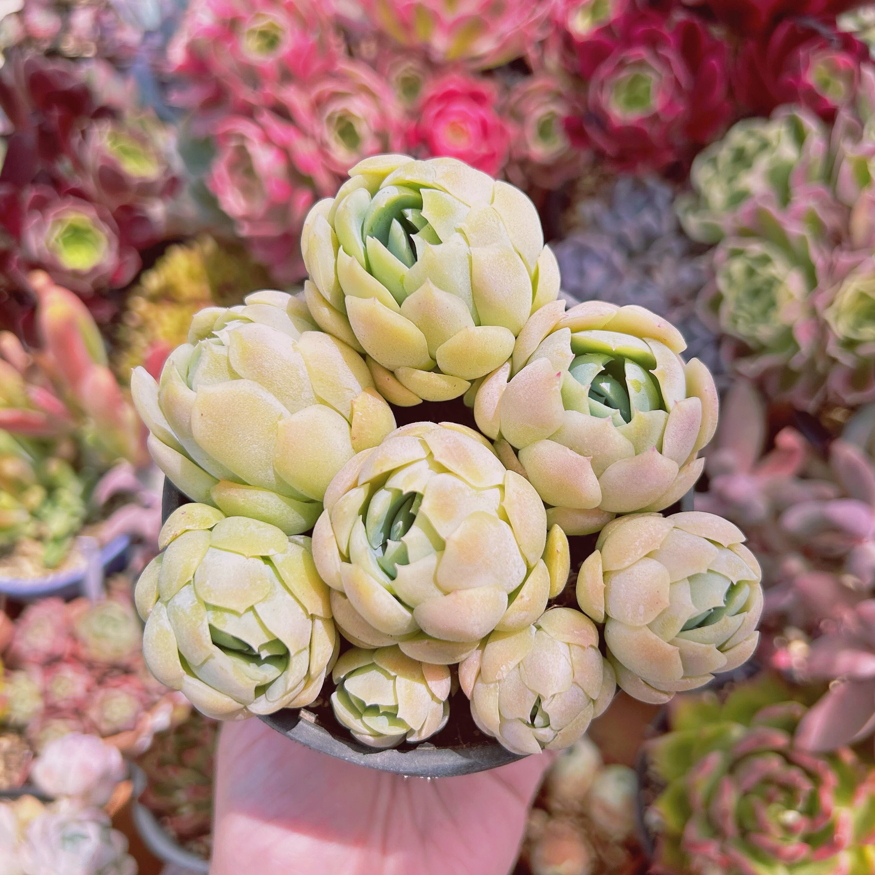 #270現物　多肉植物　 クリームベリー　特大　抜き苗