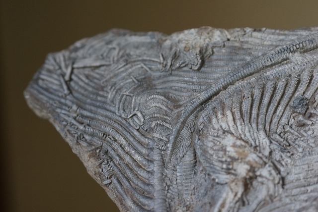 ウミユリ化石 Crinoid Fossil 3