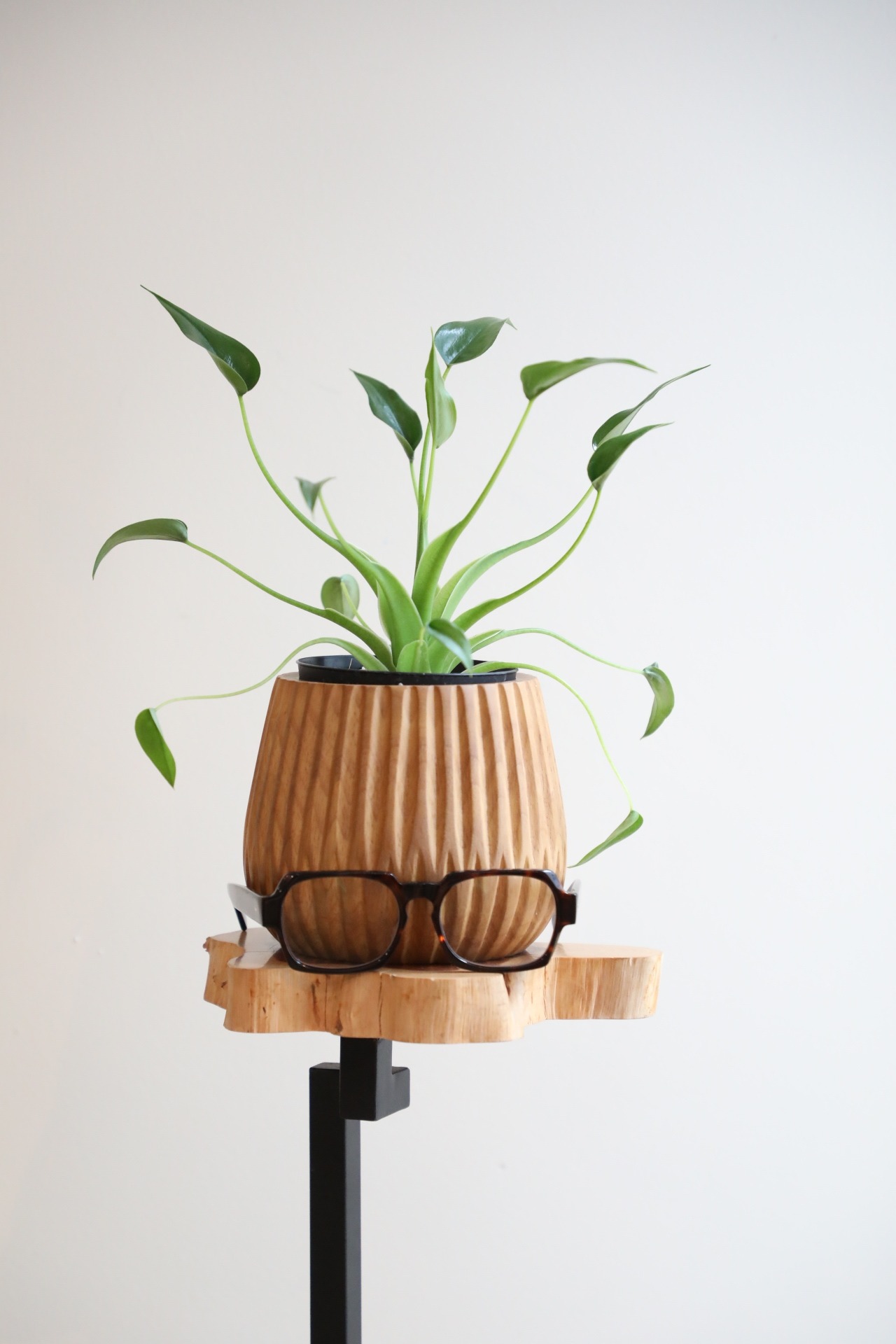 【S】アロカシア タイニーダンサー/Alocasia　※マンゴーポット鉢カバー付き