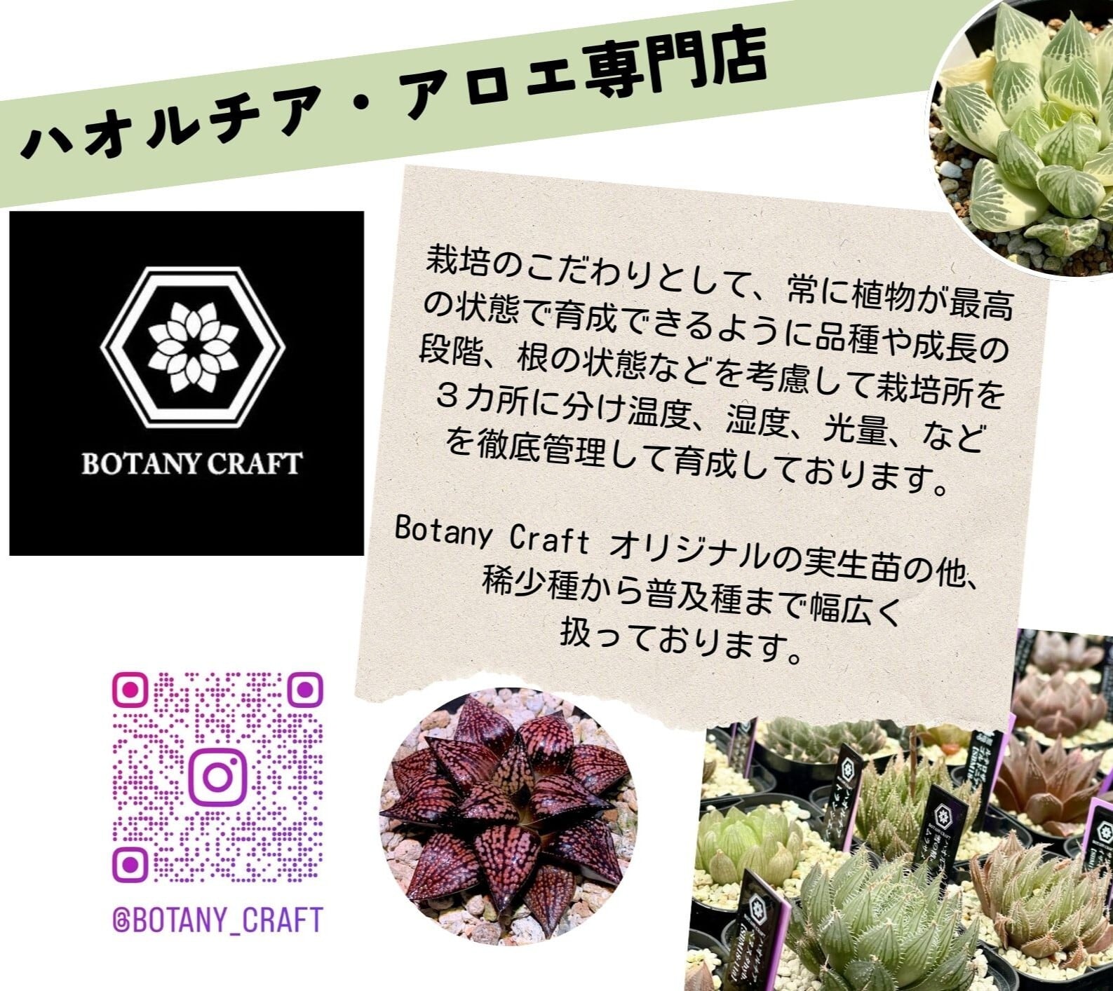 BOTANY CRAFT ハオルチア ツタンカーメン×老川黒コンプト ex monchi