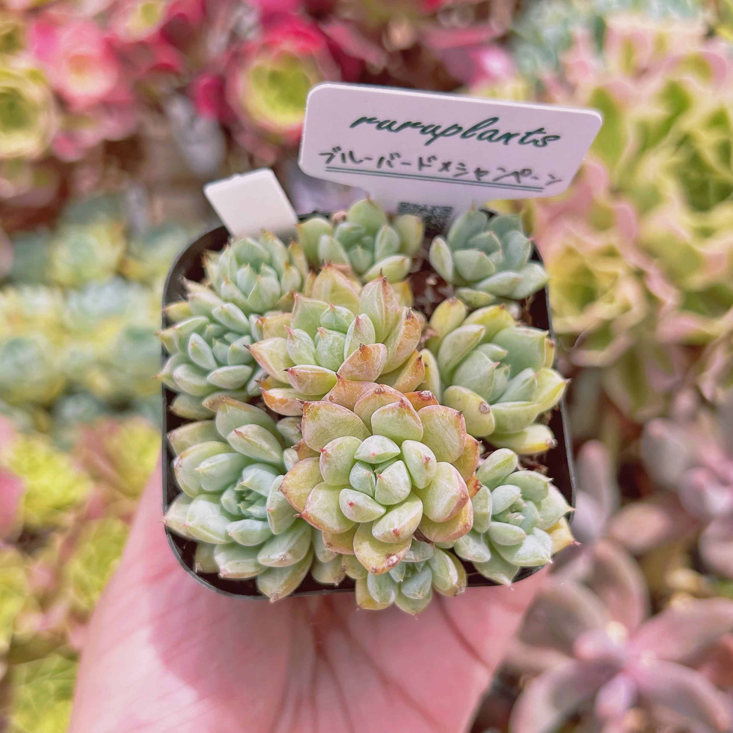 #654現物　多肉植物　ブルーバードxシャンペーン　抜き苗