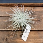 チランジア テクトラム L【563】