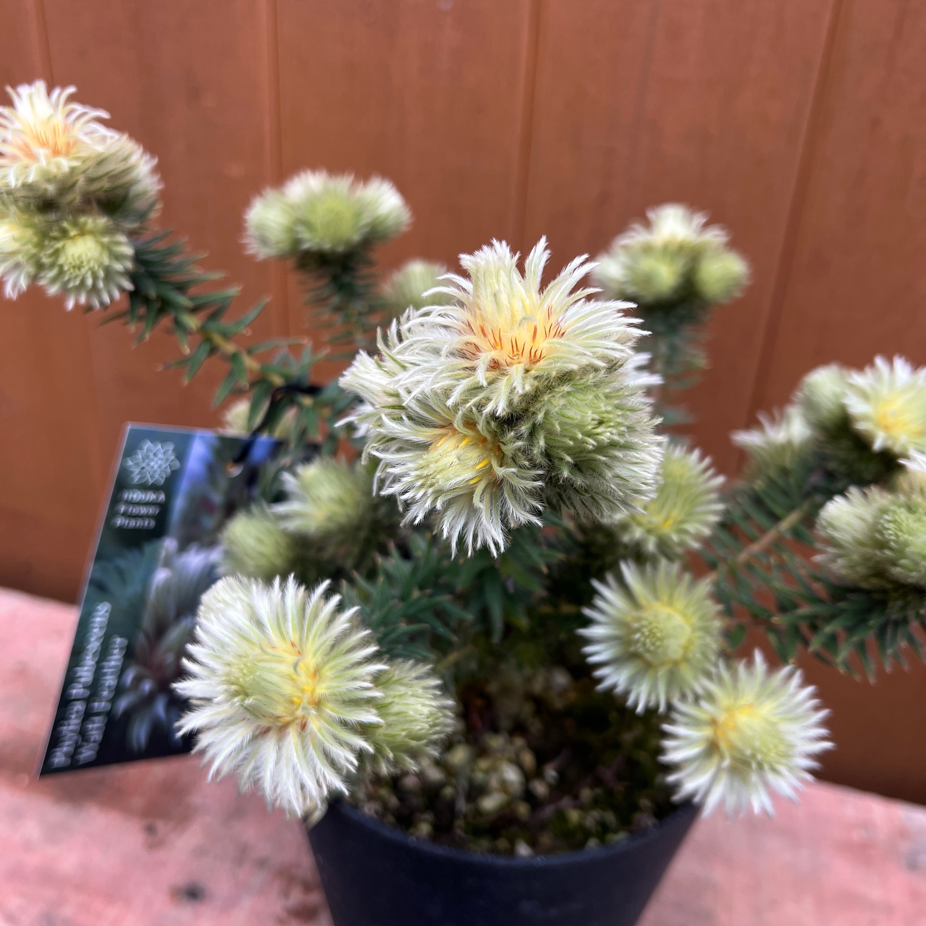 フィリカ プベッセンス ワフトフェザー⑤ | 沼ノ上農園