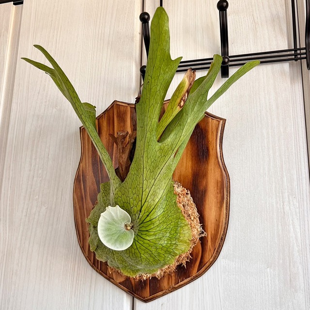 ビカクシダ グランデ 板付 【観葉植物 壁掛け コウモリラン】