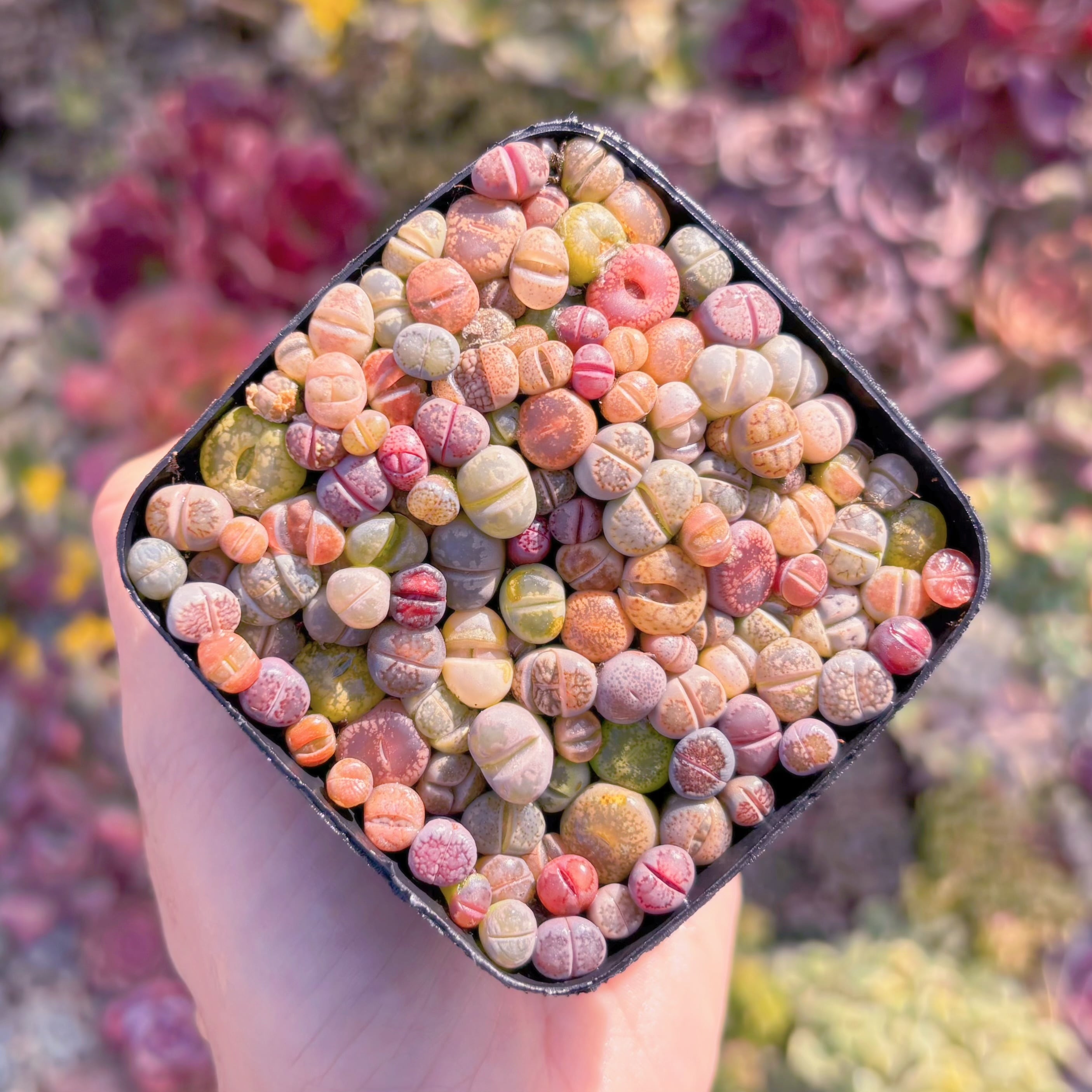 多肉植物　リトプス(鉢付き)　新入荷　るる農園