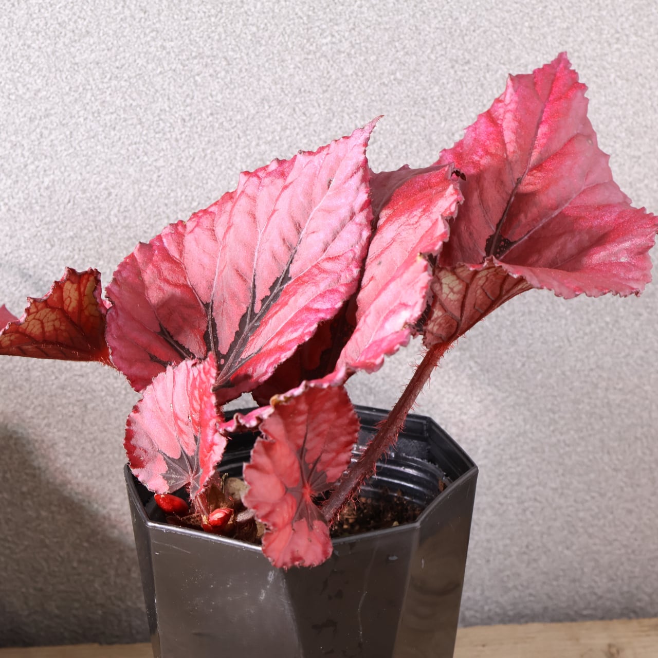 414 葉の色彩を楽しむ『レックスベゴニア』観葉植物 【送料無料