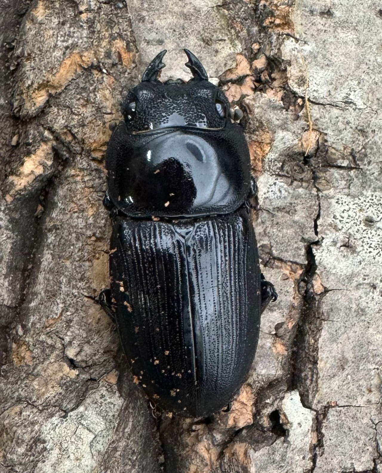 【WD】《ジャワパリーオオクワ ベンクール産 64mm ペア》