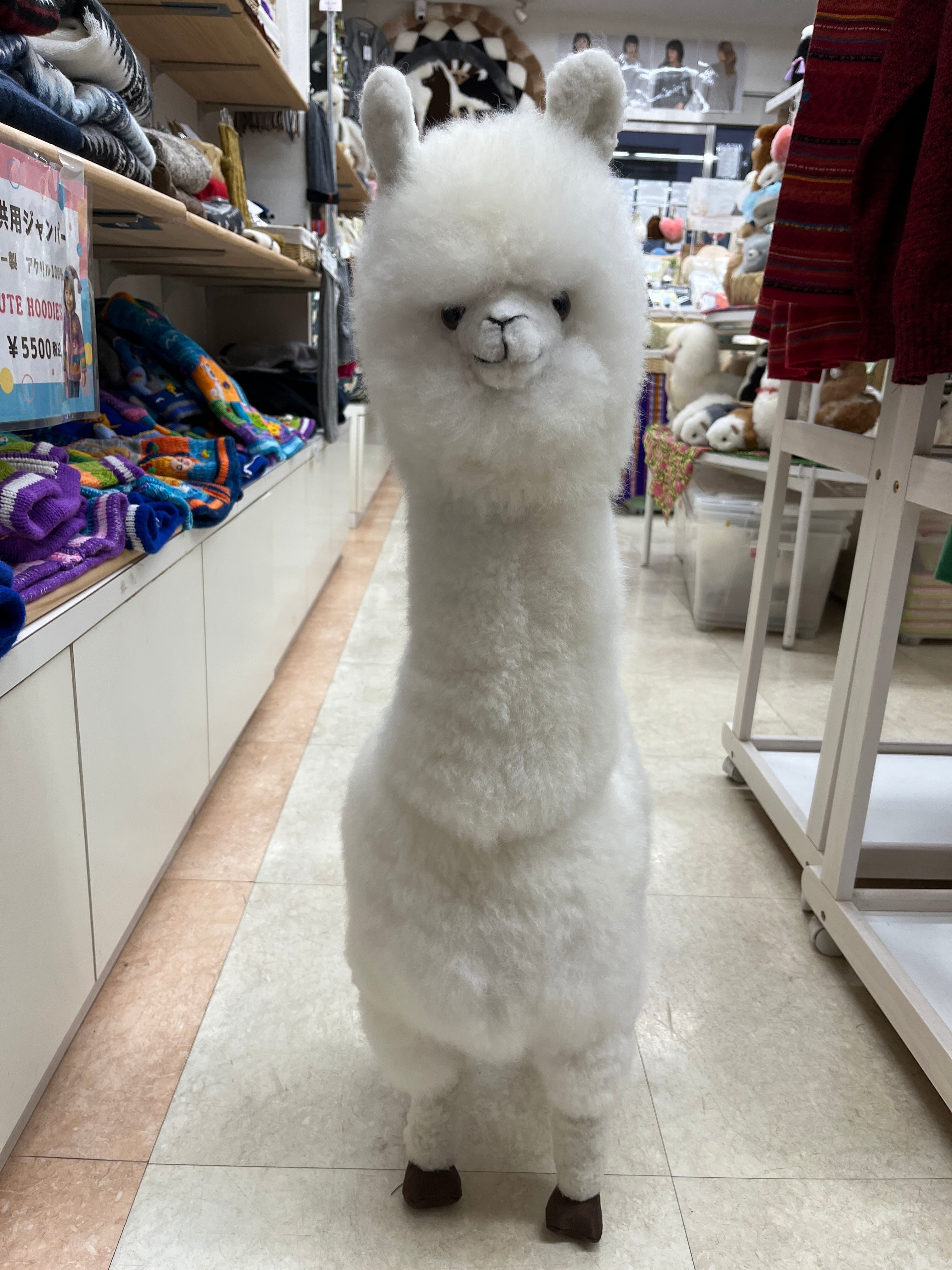 ALPACA WORLD
