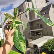 フィロデンドロン フロリダビューティー / Philodendron Florida beauty