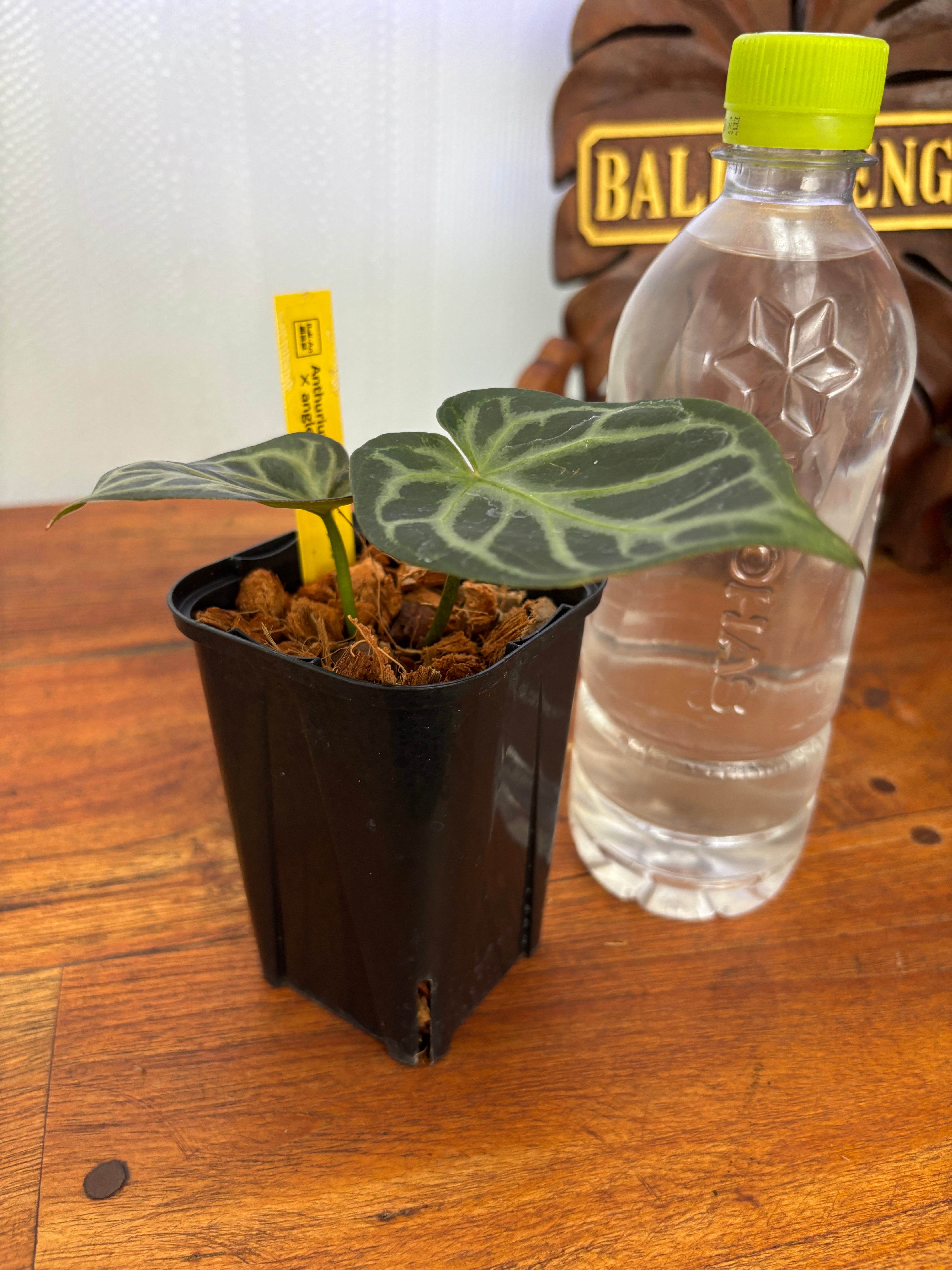 Anthurium | BALI-AN 園芸