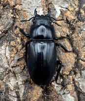 【WD】《リノケロスフタマタクワガタ 71mm ペア》