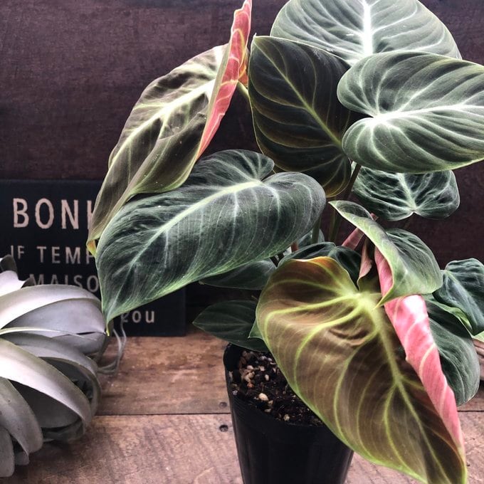 エルチョコレッド 希少 フィロデンドロン 観葉植物 | 植物の店ベリー