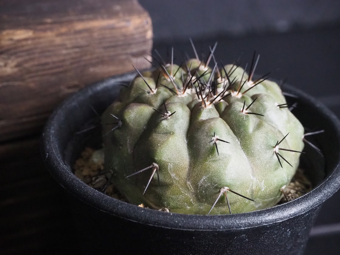 Copiapoa cinerea コピアポア・シネレア 黒王丸 実生（サボテン科 出  
