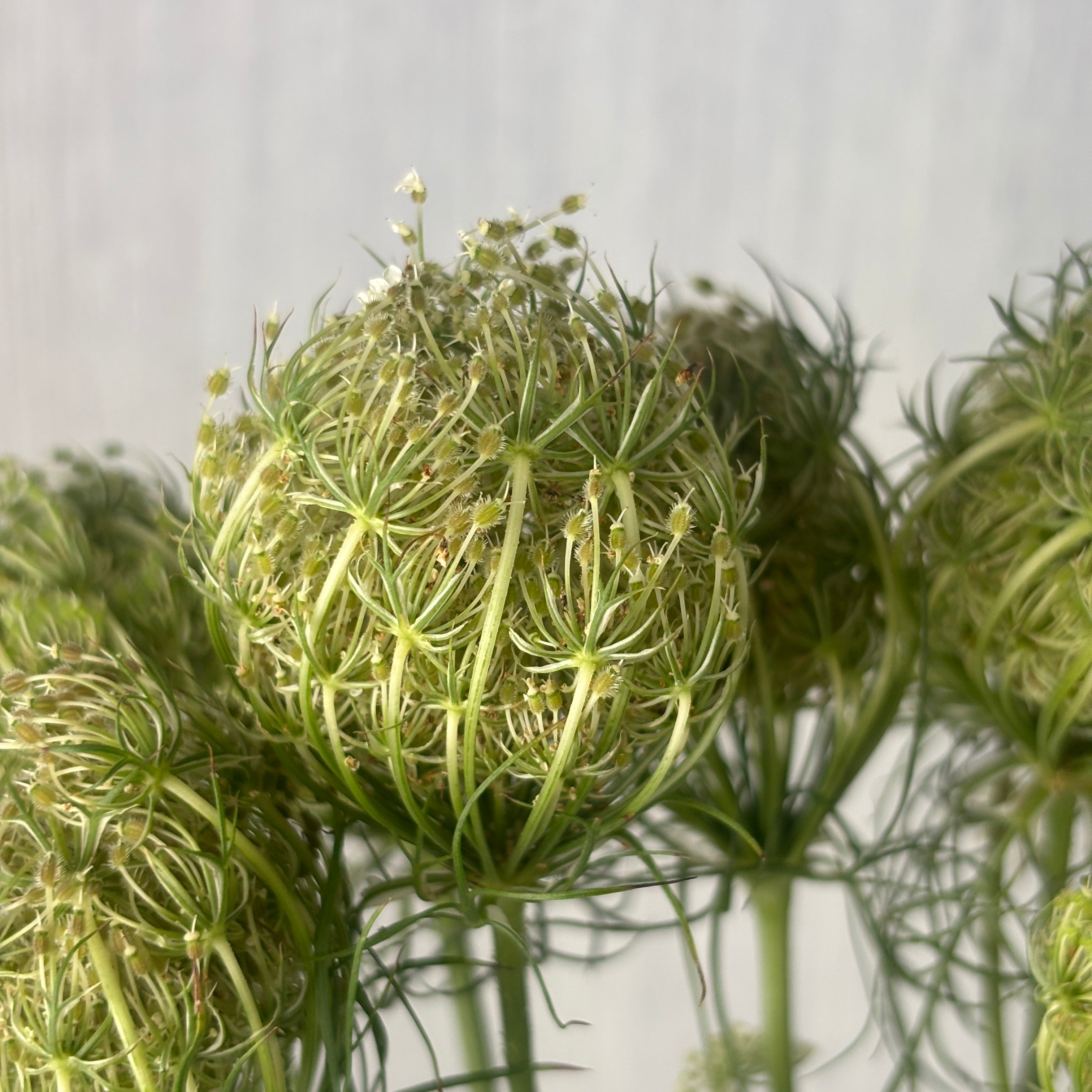 プロテアのドライフラワー② 1束 （3本） | 新鮮お花問屋 Jp-Farmers.com