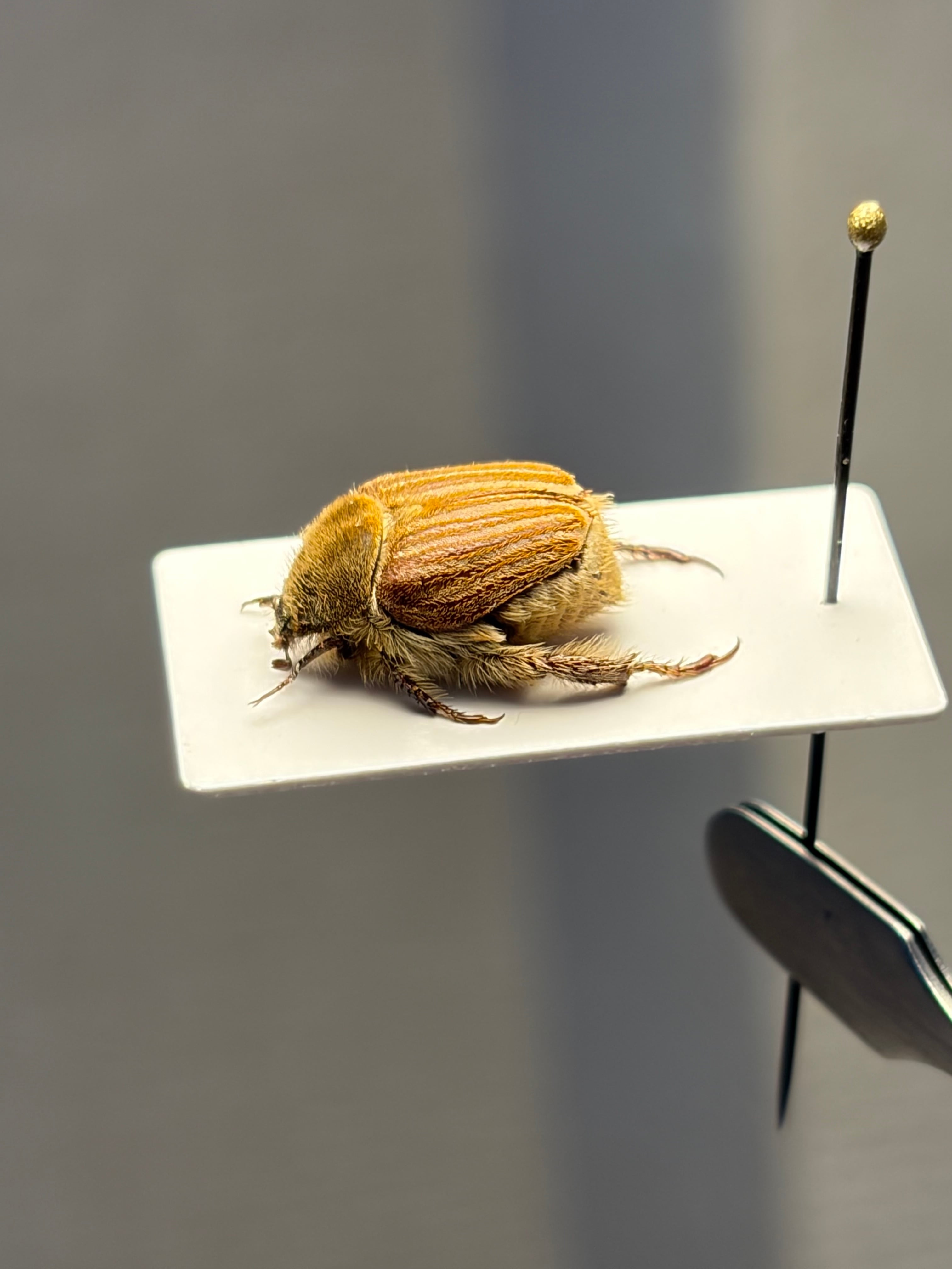 【4mm】コブハムシ 赤銅色 コメツキムシ昆虫標本甲虫タマムシスハンダエコガネム トゲトゲテントウムシダマシ 昆虫標本 Cacodaemonフトタマムシ
