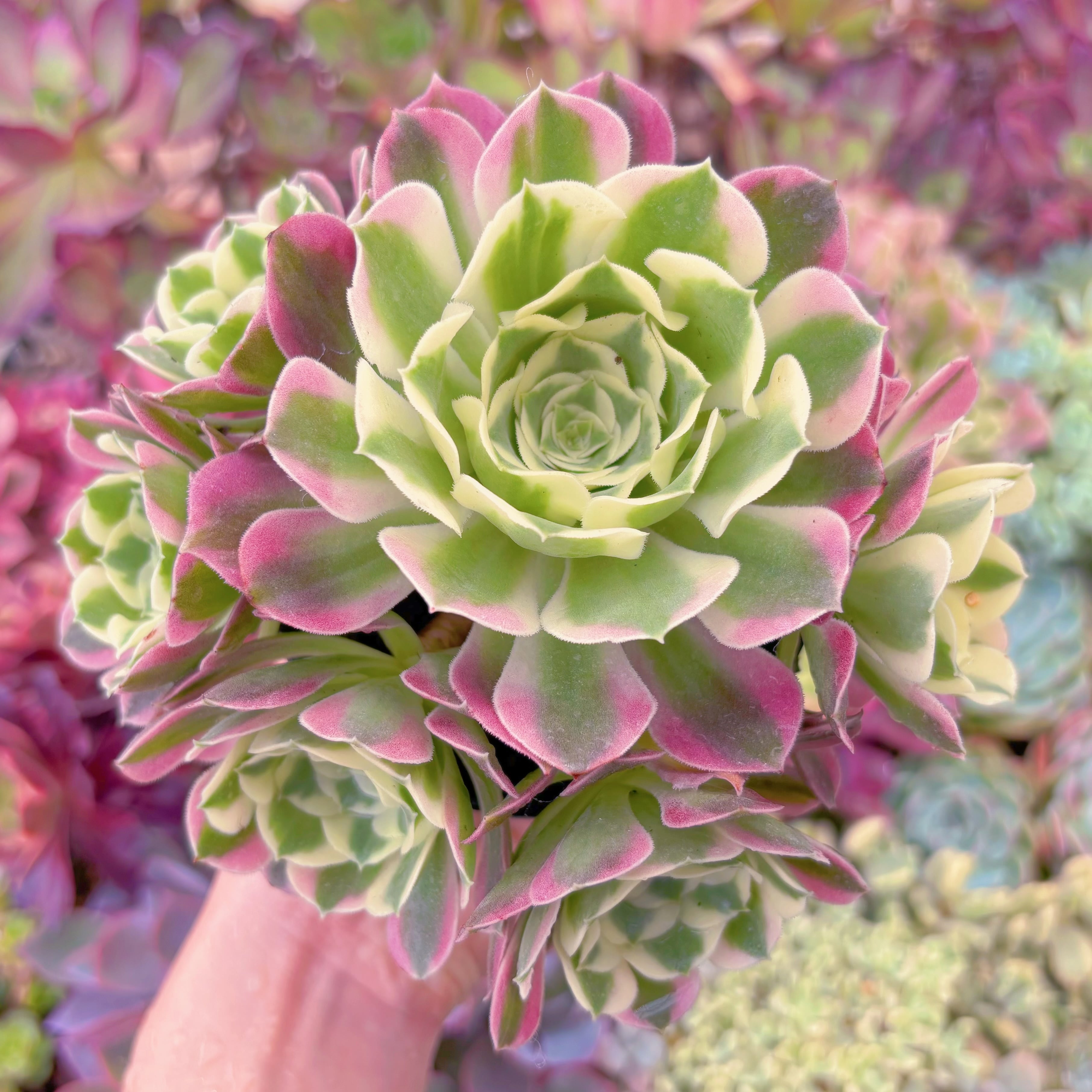 現品　白鳳#2005　るる農園