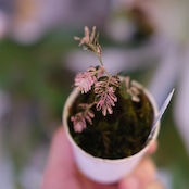 Phyllanthus urinaria 'Pink Variegated'│フィランサス・ウリナリア ピンク斑入り⑤│観葉植物